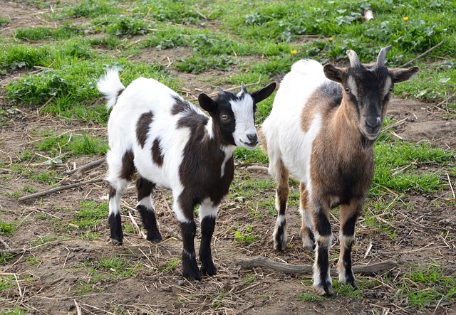 small Nigerian Dwarf dairy goat with colorful spotted coat in pen