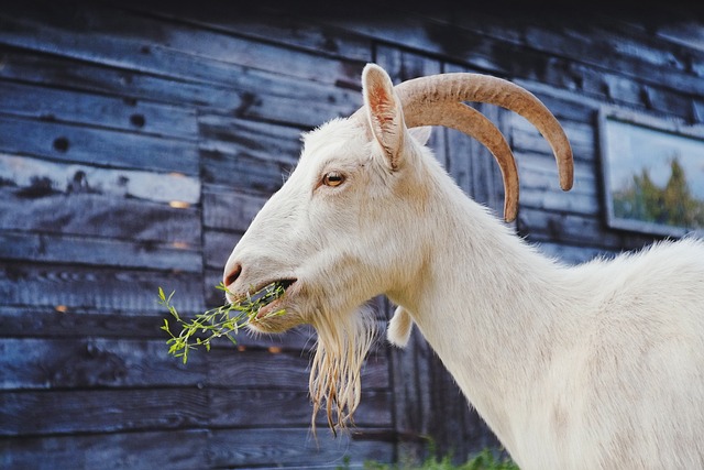 crossbred dairy goat Nubian Alpine doe being milked on stand