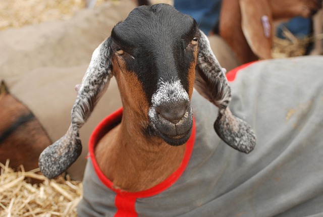 Nubian dairy goat with long floppy ears and Roman nose standing in pasture