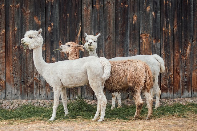 large Boer meat goat with white body and red brown head standing in field