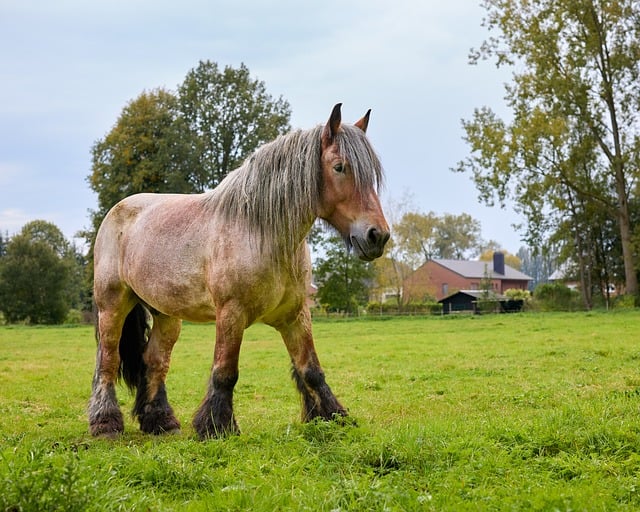portrait of rural farm founder with goats in pasture background