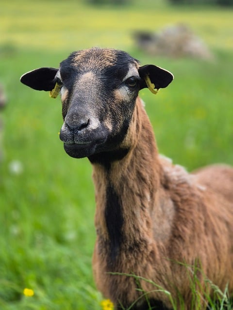 French Alpine dairy goat with brown and black coat markings grazing on hillside